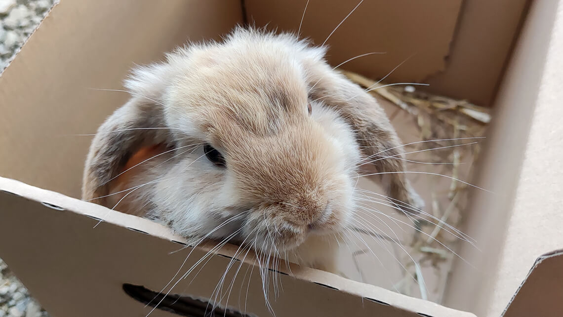 Jak jsem v Brně stěhoval králíky