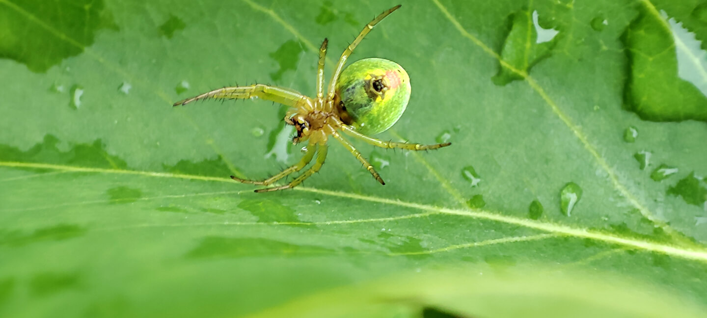pavouk na listu